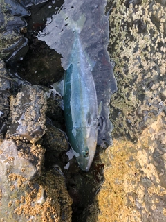 イナダの釣果