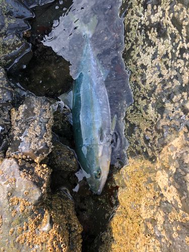 イナダの釣果