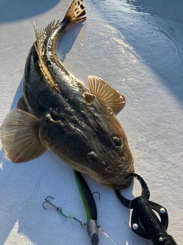 マゴチの釣果