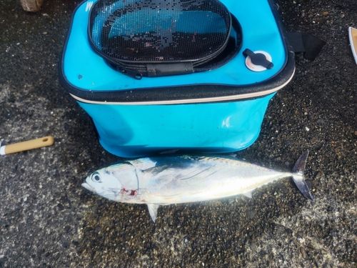ソウダガツオの釣果
