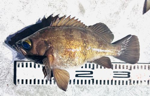 メバルの釣果