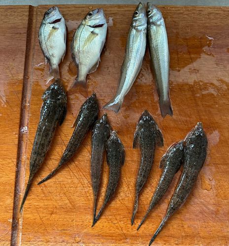 キスの釣果