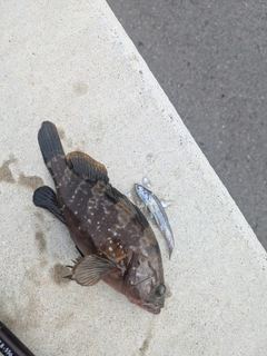 アコウの釣果
