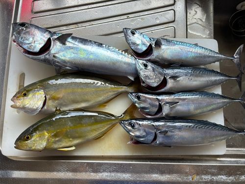 釣果