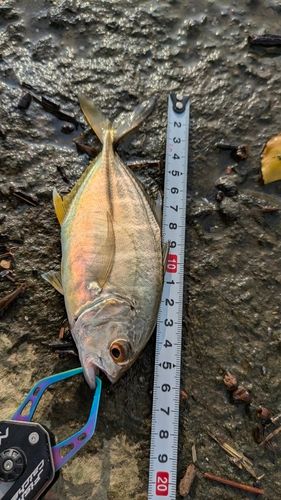 ギンガメアジの釣果