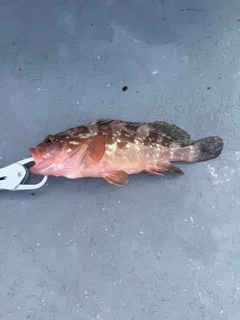 アコウの釣果