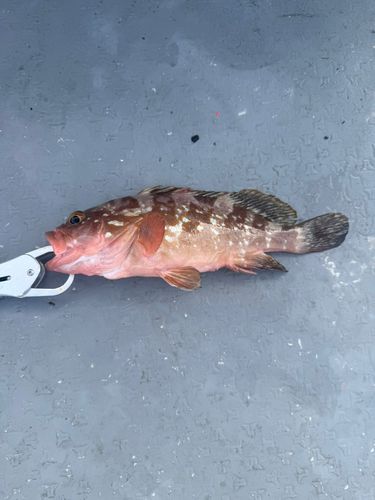 アコウの釣果