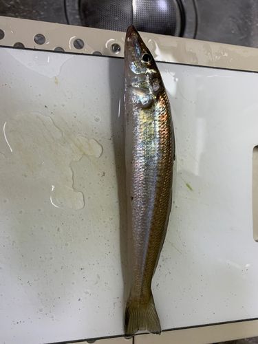 シロギスの釣果