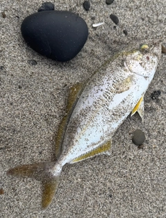 ワカシの釣果