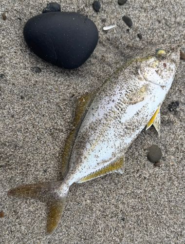 ワカシの釣果