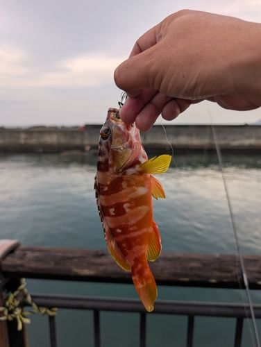 アカハタの釣果