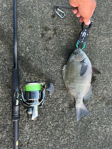 メジナの釣果
