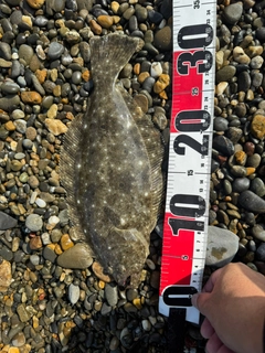 ソゲの釣果