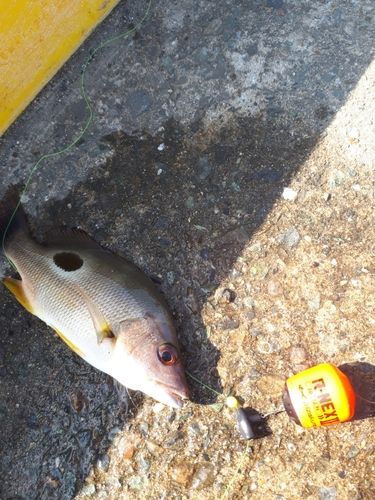 フエダイの釣果