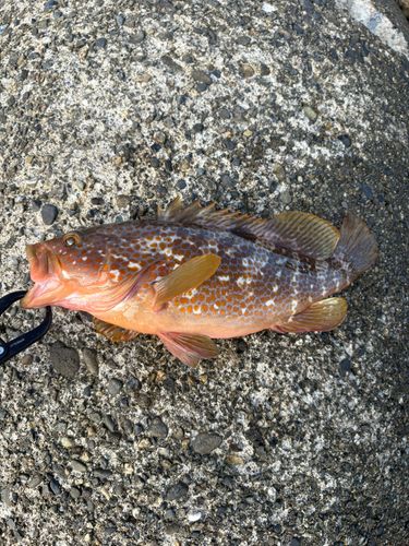 キジハタの釣果