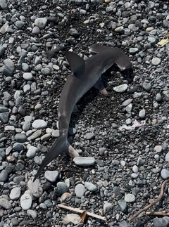 シュモクザメの釣果