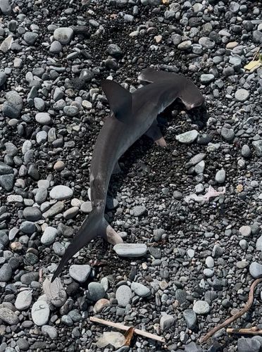 シュモクザメの釣果