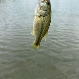 スモールマウスバス