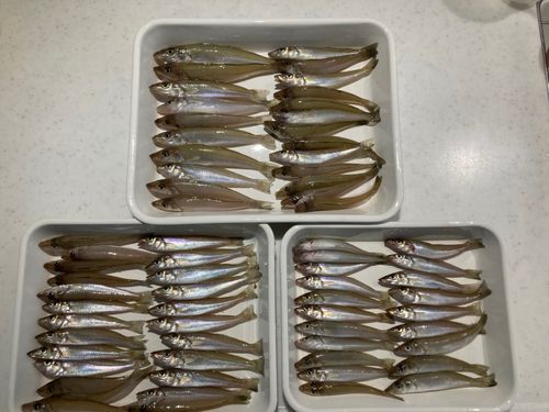 キスの釣果