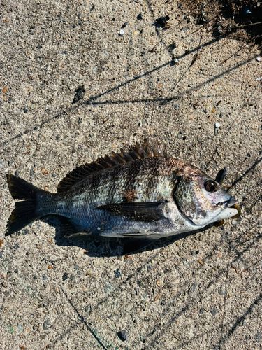 クロダイの釣果