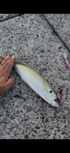 マルアジの釣果