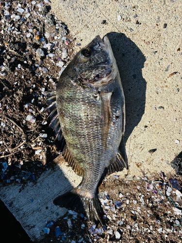 クロダイの釣果