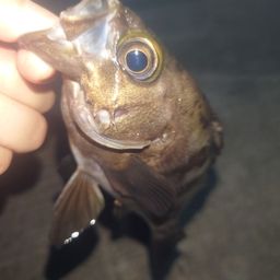 メバル