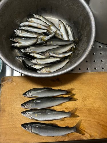 アユの釣果