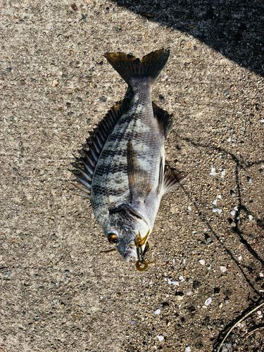 クロダイの釣果