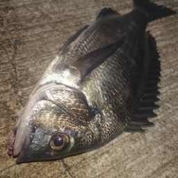クロダイ