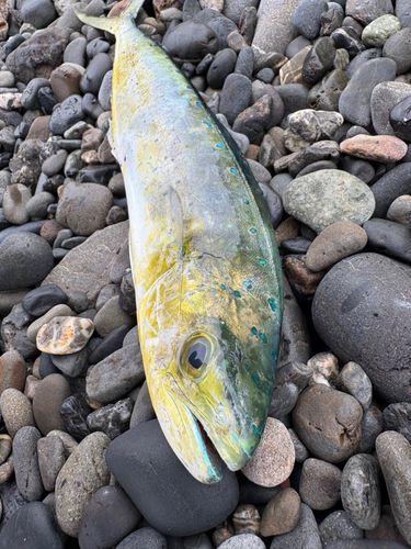 シイラの釣果
