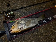 クロダイの釣果