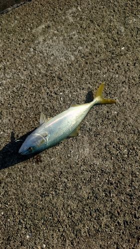 ヤズの釣果
