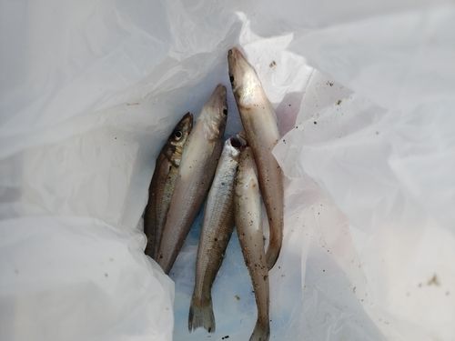 キスの釣果