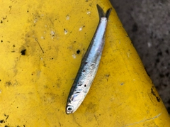 カタクチイワシの釣果