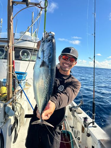 キハダマグロの釣果