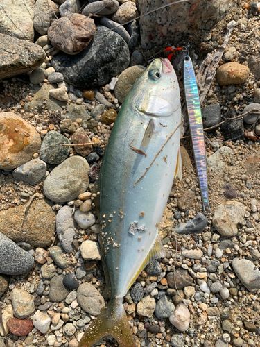 ツバスの釣果