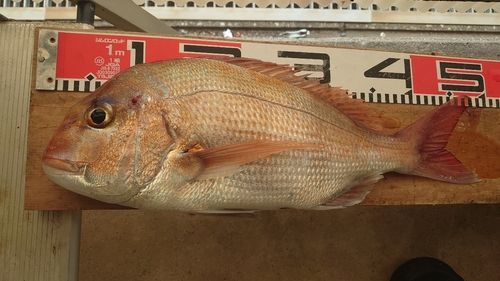 マダイの釣果