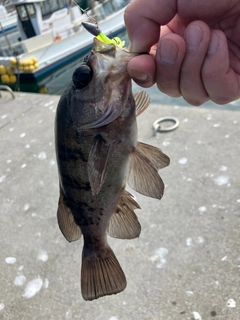 メバルの釣果