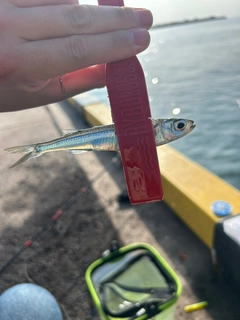 トウゴロウイワシの釣果