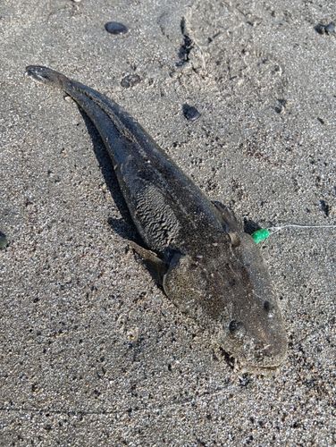 マゴチの釣果