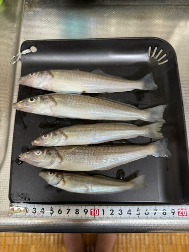 シロギスの釣果