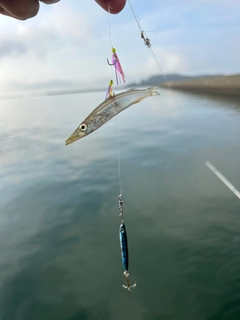 アカカマスの釣果