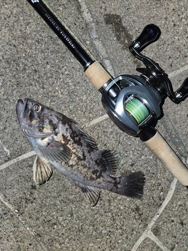 クロソイの釣果