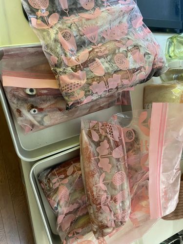 アカイカの釣果