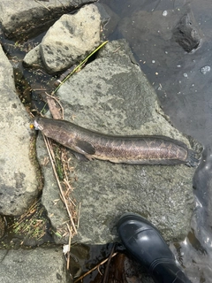 ライギョの釣果