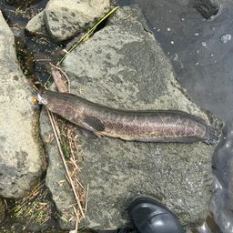 ライギョ