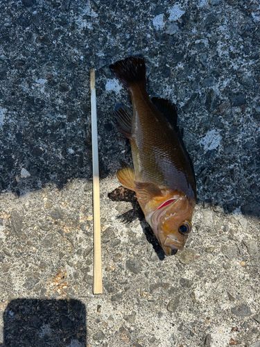 クロソイの釣果