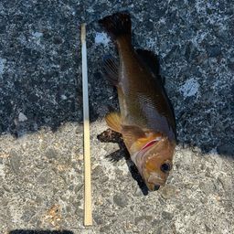クロソイ