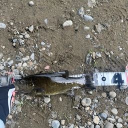 スモールマウスバス